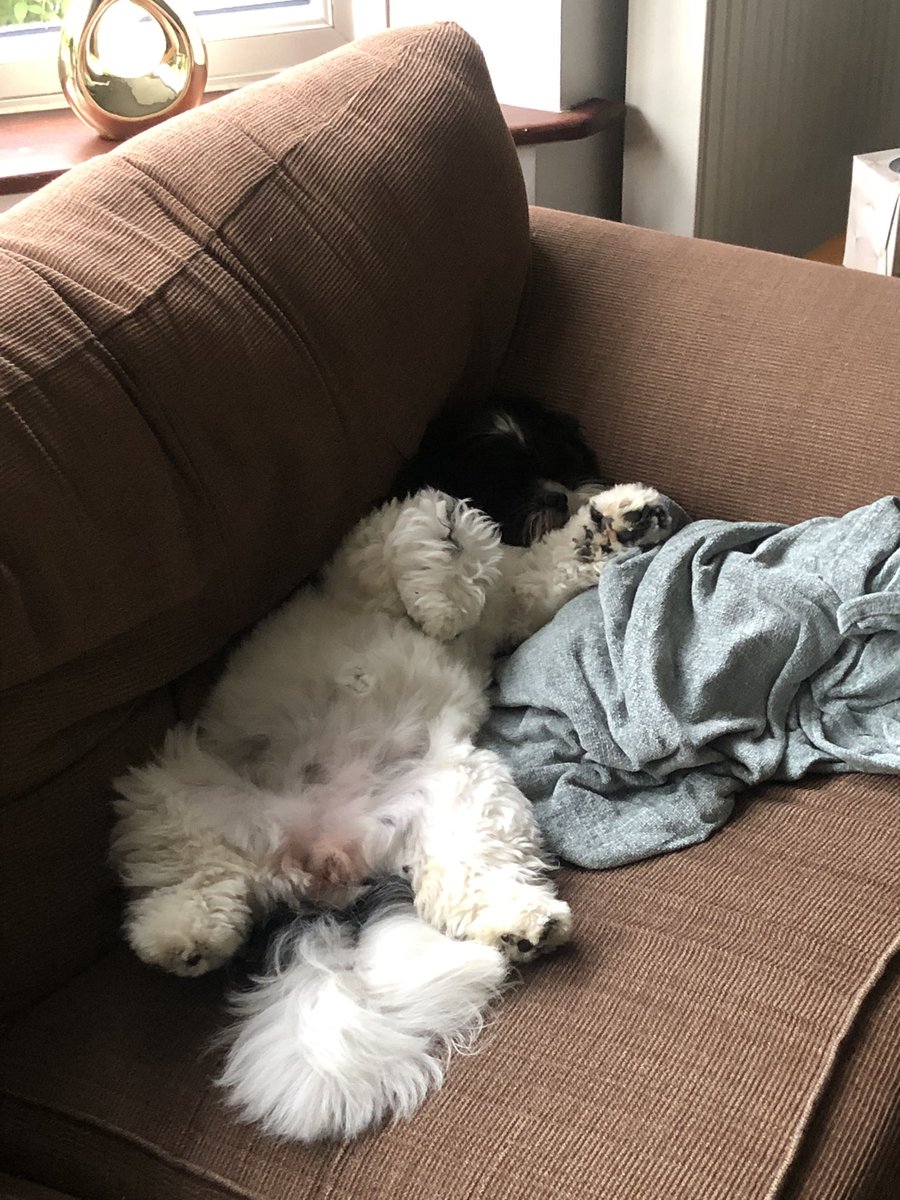 Paint me like one of your French girls, Jack…! #dogsoftwitter