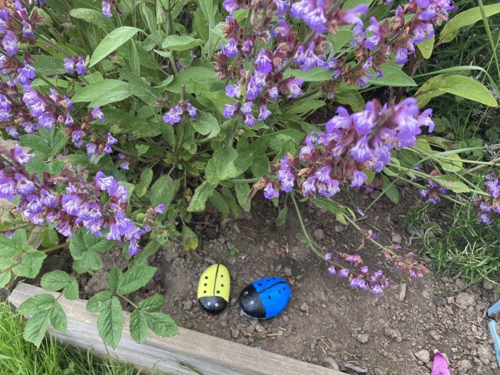 #30DaysWild Decorating pebbles  🐞 #30diwrnodgwyllt