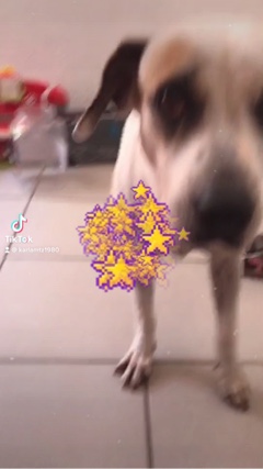 karlamtz80's tweet photo. #doglove #dogs #mybabygurl  https://t.co/rhiuChC7UF https://t.co/j53amWQt2p