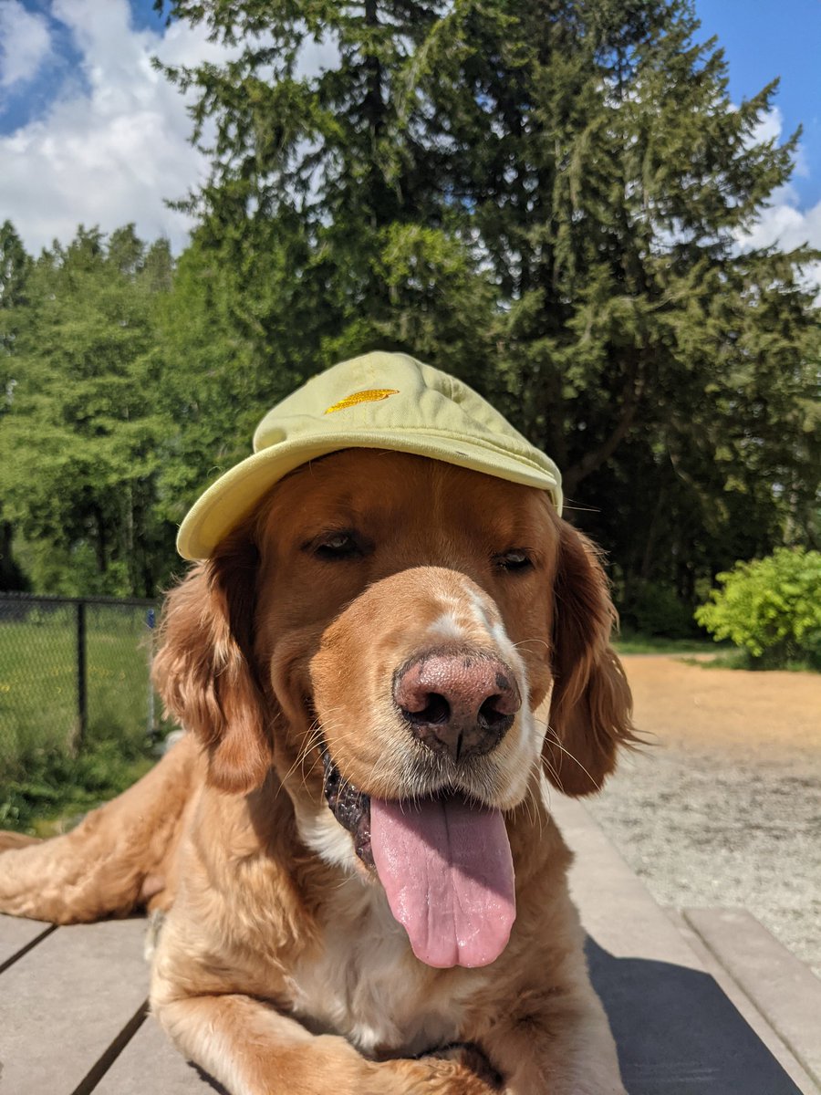 beatzbyrae's tweet photo. @sodaaliciouss Did someone say hotdog? https://t.co/oWTBmxKMLe
