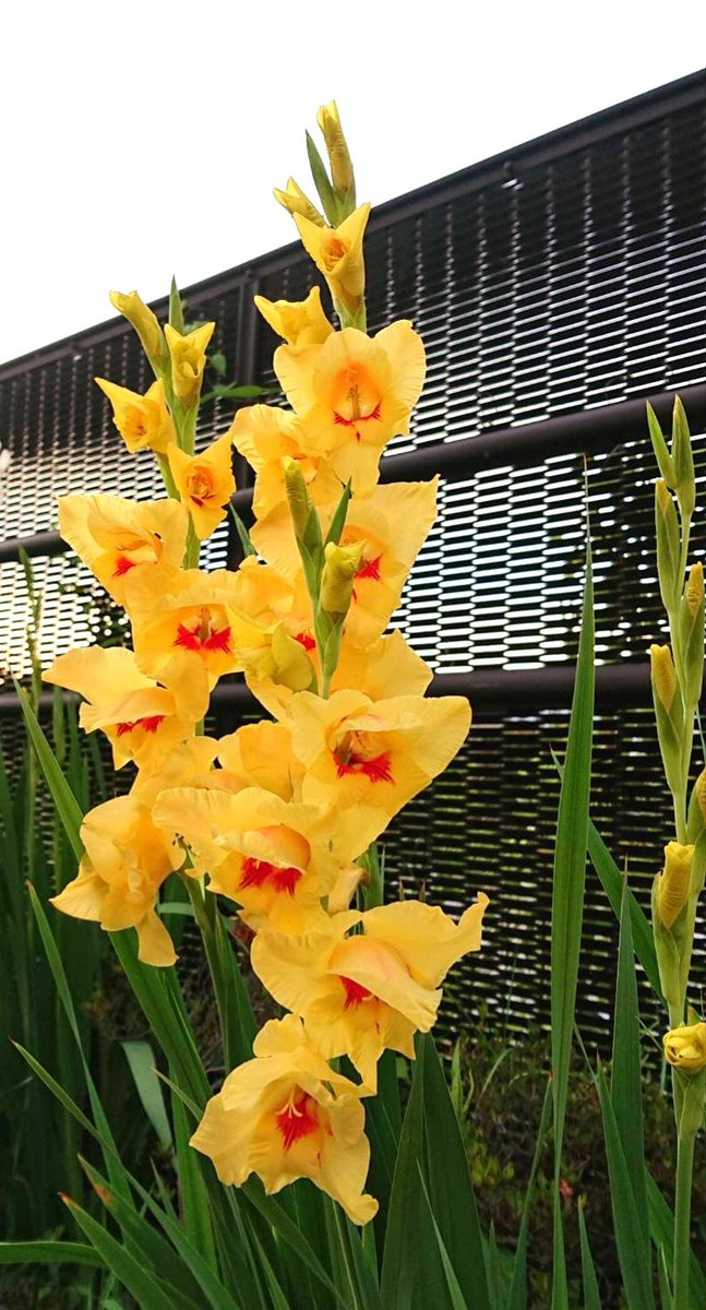 ６月２１日 夏至