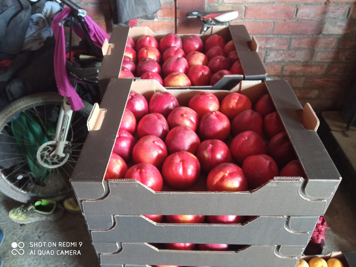 Ramon de la Fruita tweet media