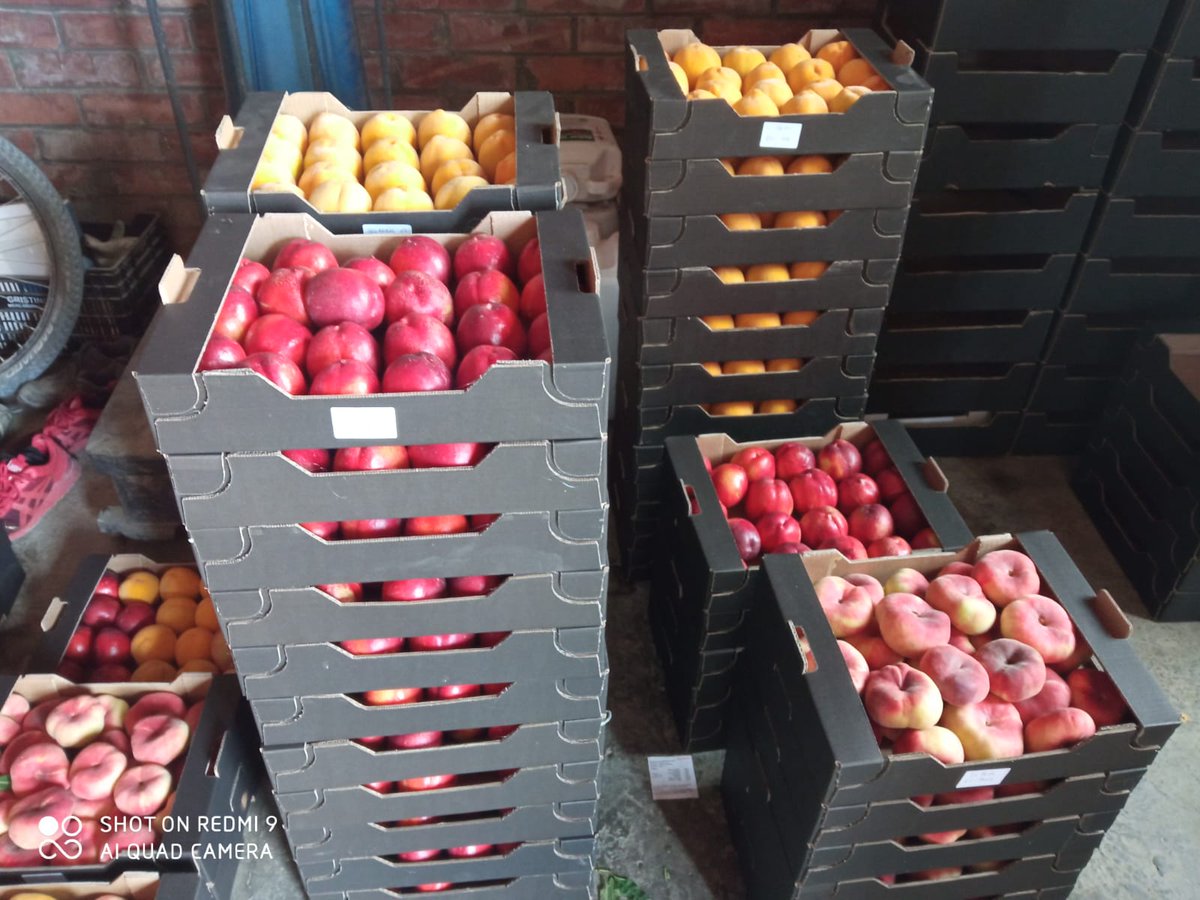 Ramon de la Fruita tweet media