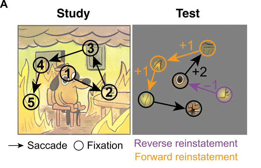 ScienceMagazine's tweet image. In addition to its essential long-term memory functions, the hippocampus may play a role in short-term memory formation during learning, according to a new @ScienceAdvances study. fcld.ly/61i9ouv