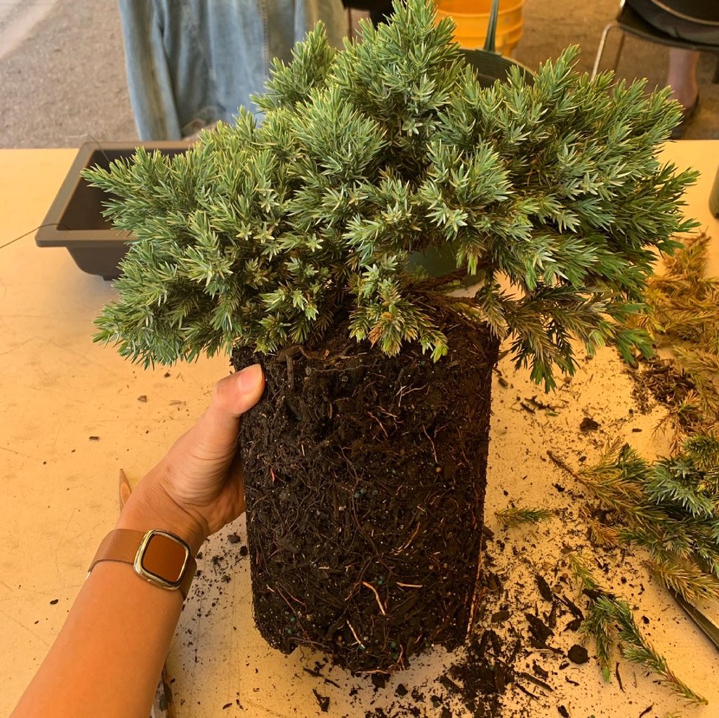 theteaporter's tweet photo. My first bonsai made in a workshop hosted by @pacificbonsaimuseum &amp; @tonybonsaiko 🌳🪴 This is a blue star juniper and our goal for first year is to keep it alive before we can do anything else 😆 Patience is very much needed here! https://t.co/deHAxRDuzw