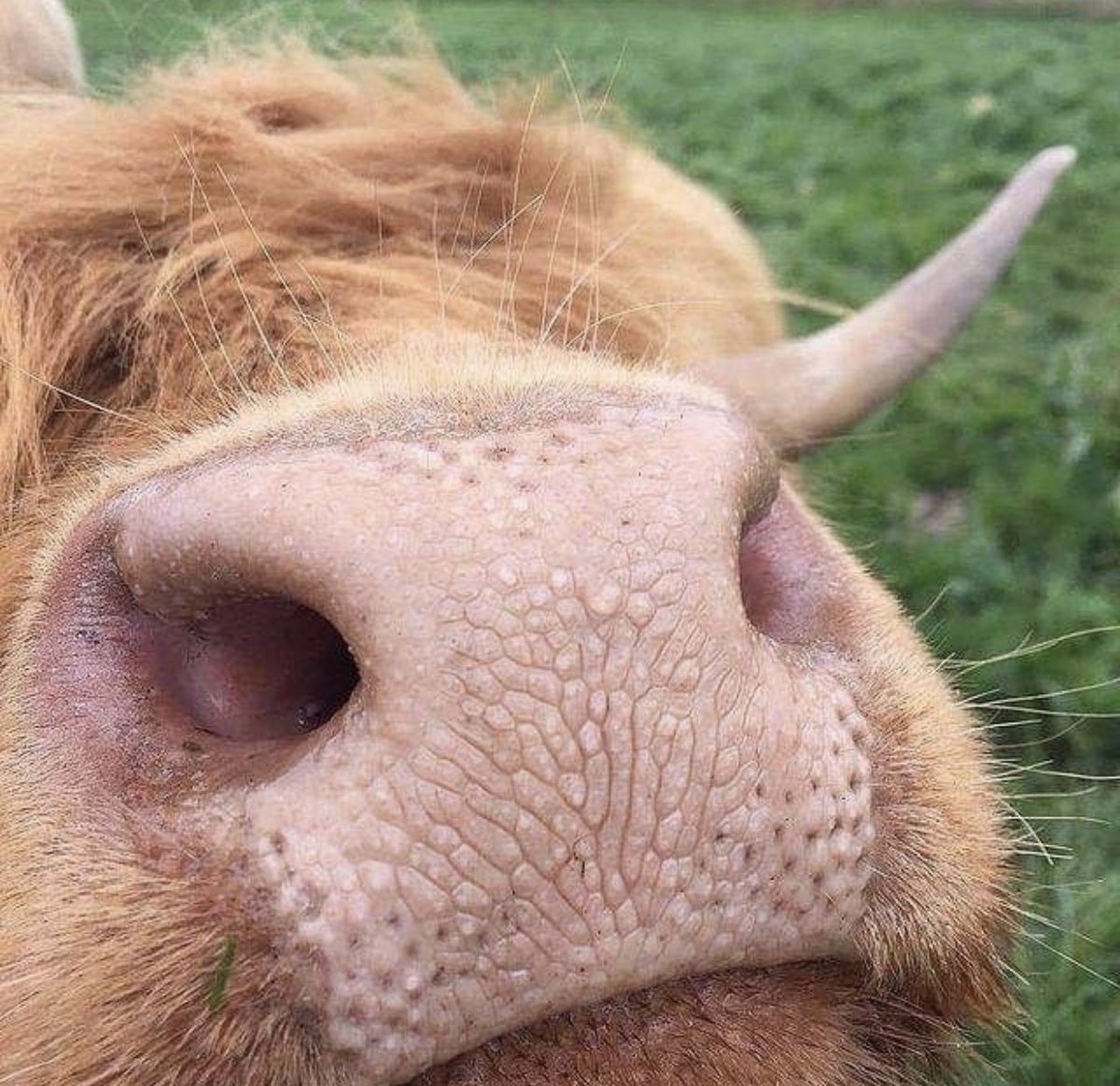 Cow tweet media