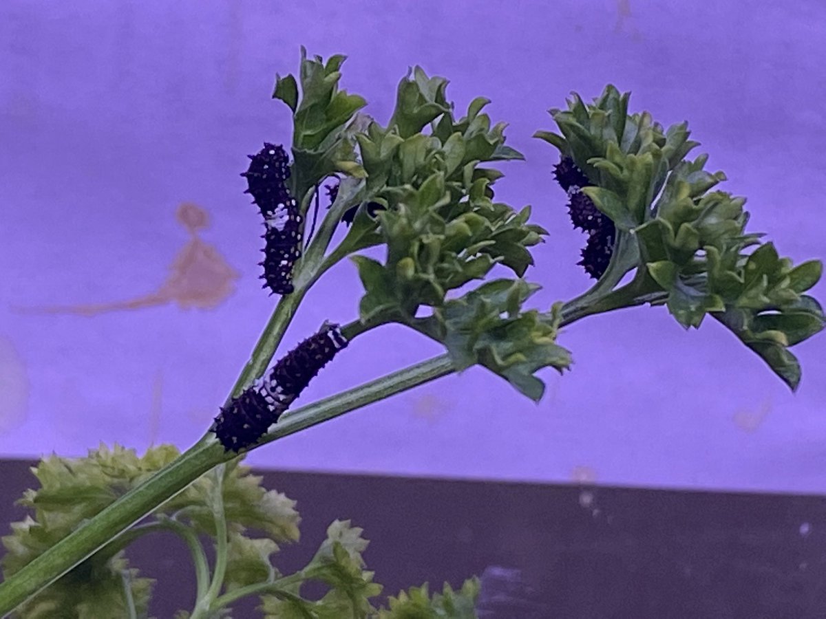 NotABombBunkE's tweet image. 2nd &amp;amp; 3rd instar Black Swallowtail #Butterfly caterpillars still eating their 1st parsley host.

#Brooklyn #BackyardScience
