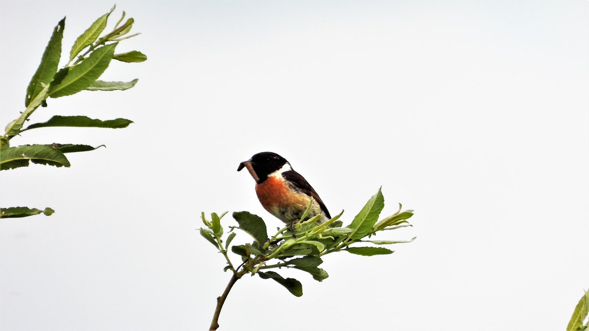 inja5248's tweet photo. #roodborsttapuit langs de #Putbeek en #Pepinusbeek #MiddenLimburg 🍀
#BirdsSeenIn2021 
@vogelnieuws
@Sovon
@volgdenatuur
@NatureTodayNL
@VroegeVogels https://t.co/xYdMNI3prU