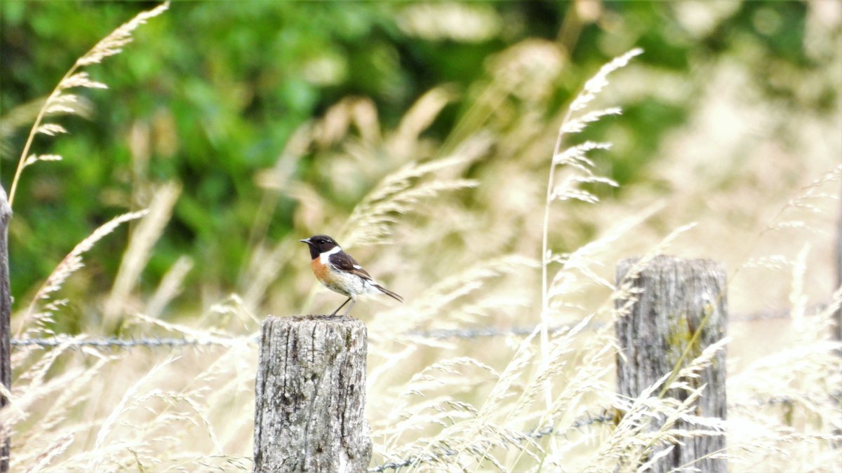 inja5248's tweet photo. #roodborsttapuit langs de #Putbeek en #Pepinusbeek #MiddenLimburg 🍀
#BirdsSeenIn2021 
@vogelnieuws
@Sovon
@volgdenatuur
@NatureTodayNL
@VroegeVogels https://t.co/xYdMNI3prU