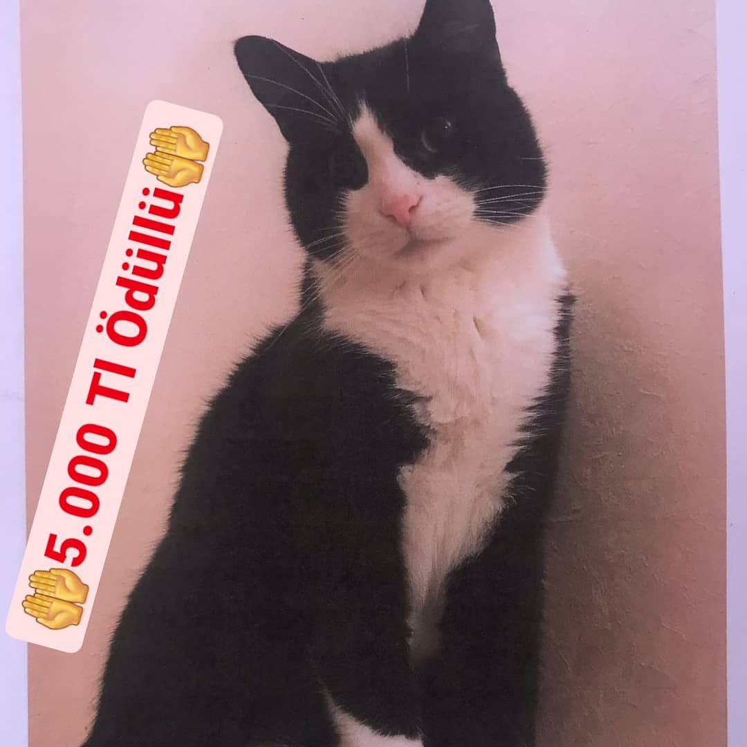 RPkedi's tweet photo. #kedi #cat #cats #istanbul #catsofinstagram #köpek #catstagram #pet #instacat #BiziSokağaDoekmeyin #turkey #kediler #animal #britishshorthair #kitten #catlover #animals #RETWEEET #love  #scottishfold #dog #türkiye #kitty #photography #cute #photooftheday #petshop #kedicikler https://t.co/B8r49QLnIw