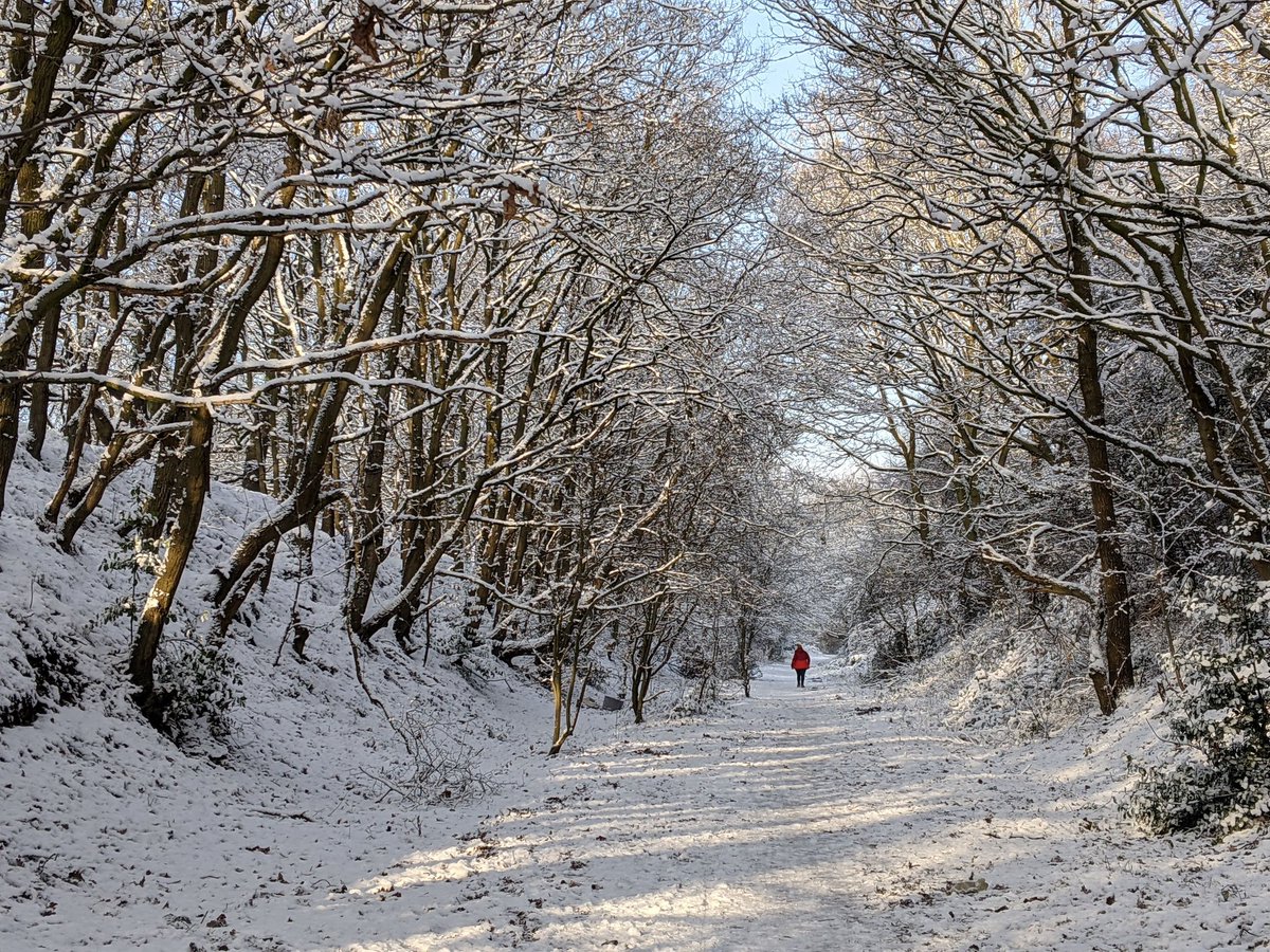 MrsCattyE's tweet photo. @SlowWaysUK Hucknall Road Walkway - a defunct local railway track in north Nottingham. Totally isolated from the busy A611 just a few metres away on one side and the dense housing on the other. Something special in every season. #Nottingham #bestwood #hiddennature #wildinthecity https://t.co/lx6mwjFyVn