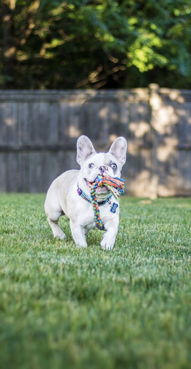 DeniseAFuller's tweet photo. Today is Bisous’ 9 month birthday!!!  🐶❤️👍🏻 https://t.co/Lbuz1CGVIO