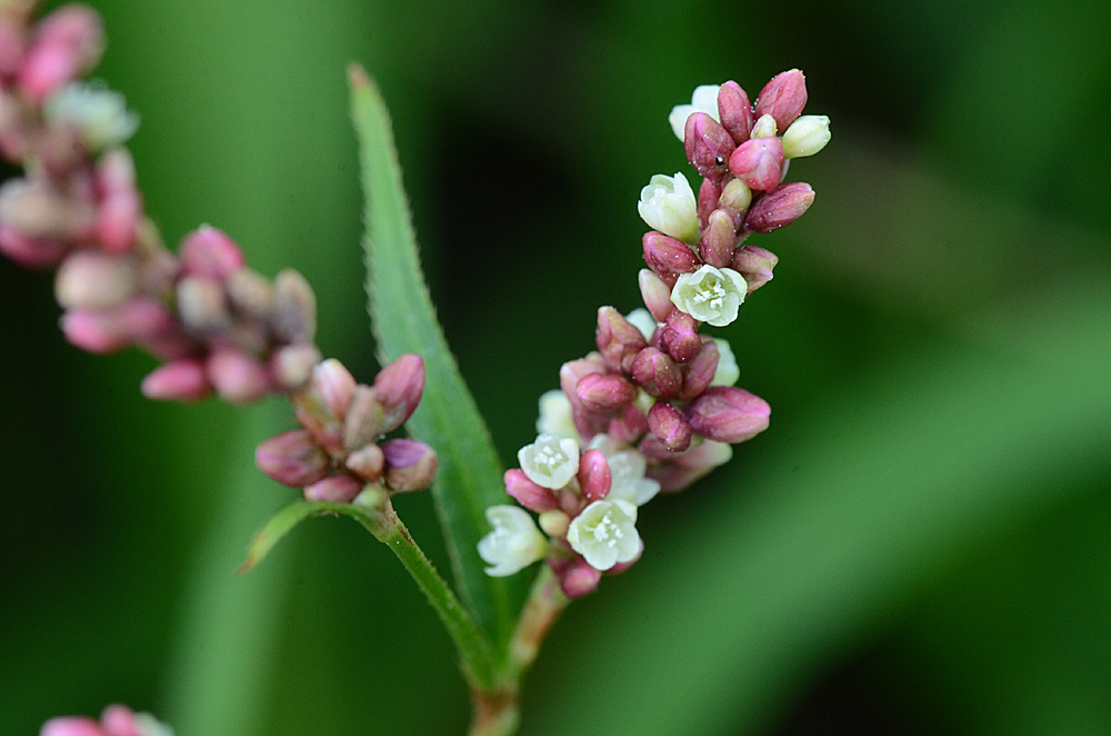 تويتر 橘 為右衛門 على تويتر 今日の花 イヌタデ 撮影６月18日 群馬県 タデ科 別名アカマンマ タデ科の花はアップで見ると どれもキリっとした美しさで よい T Co 1ub3foyzdm