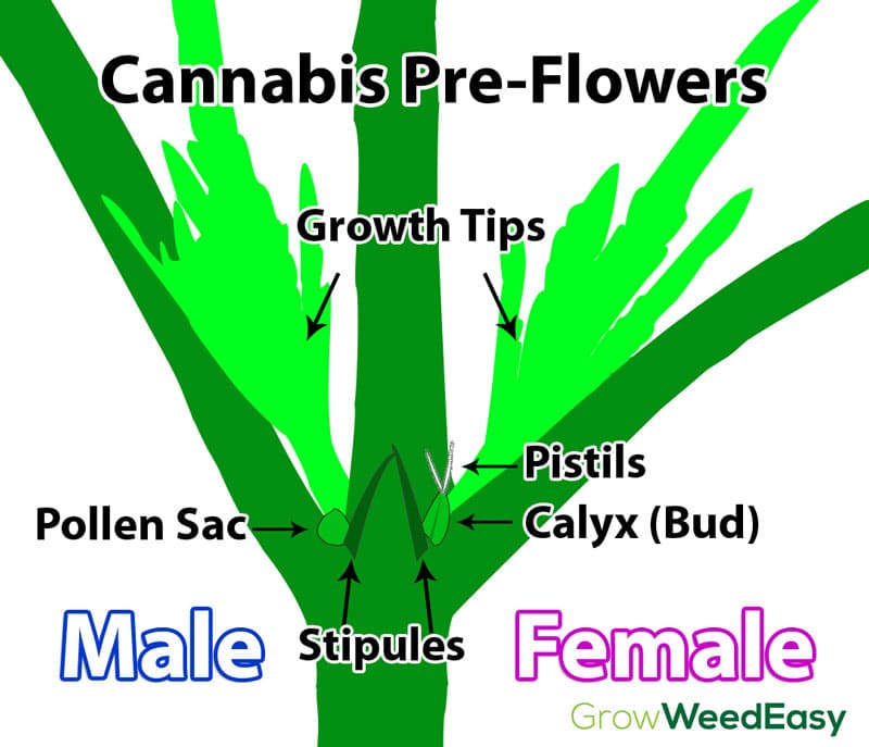 and female cannabis pre flowers, males have pollen sacs by the stipules and...