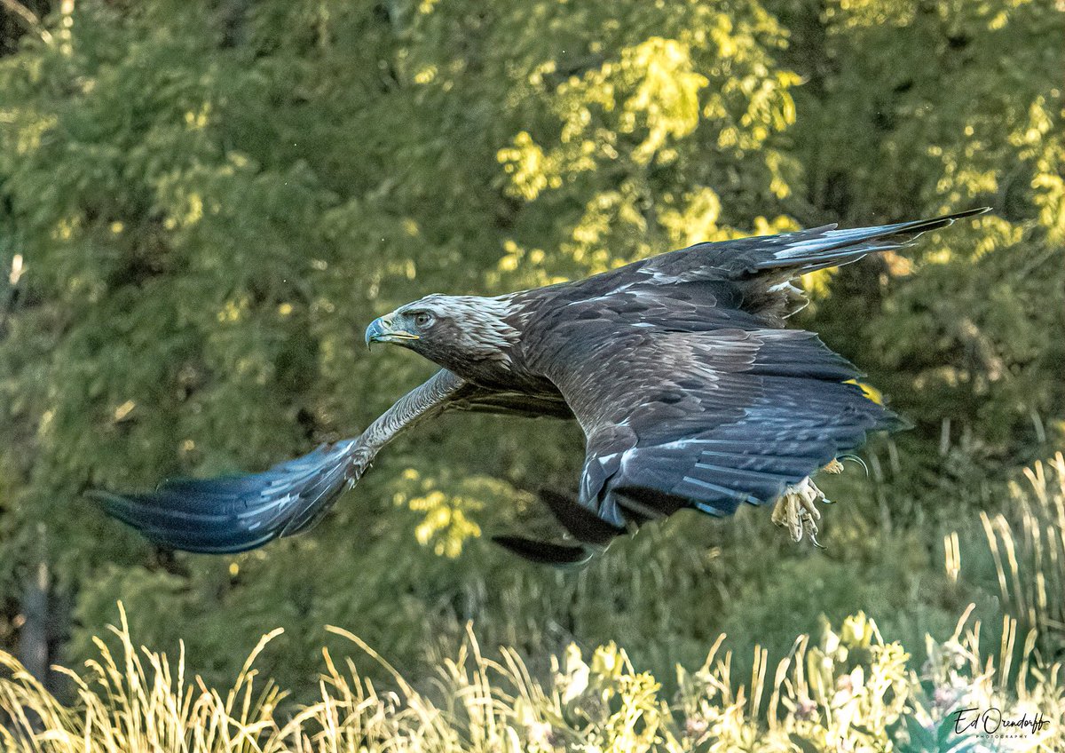 eorendorff's tweet photo. One very focused Golden Eagle! https://t.co/EGxOLswttc