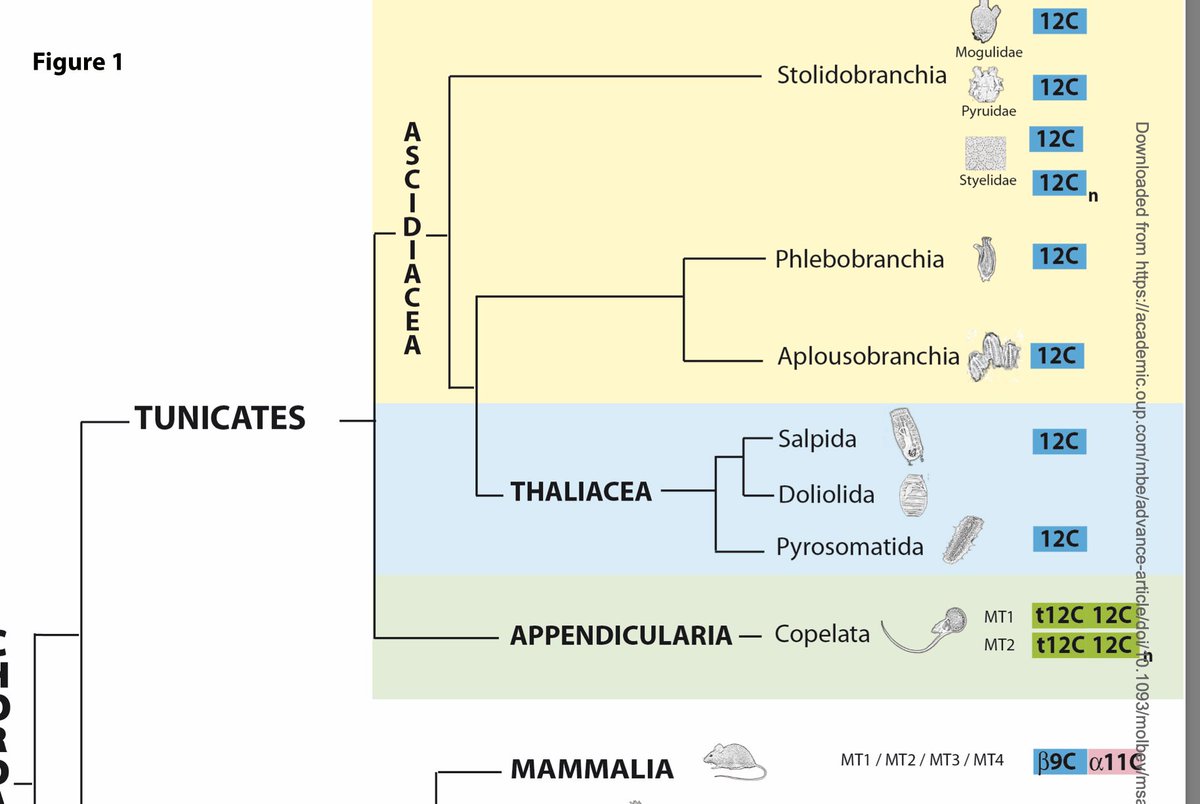 Iñaki Ruiz-Trillo (@multicellgenome) on Twitter photo Mono-modular metallothioneins in tunicates and bi-modular metallothioneins in vertebrates and cephalochordate. An evolutionary history analysis of #metallothioneins by <a href="/evodevogenomeUB/">CañestroLab EvoDevoGenomeUB GeneLoss🫀Heart🌊Ocean</a> <a href="/RiAlbalat/">Ricard Albalat</a> <a href="/GeneticsUB/">GeneticsUB</a> <a href="/OfficialSMBE/">Society for Molecular Biology and Evolution</a> #tunicates #evolution
👉bit.ly/3zEUEQM Mono-modular metallothioneins in tunicates and bi-modular metallothioneins in vertebrates and cephalochordate. An evolutionary history analysis of #metallothioneins by <a href="/evodevogenomeUB/">CañestroLab EvoDevoGenomeUB GeneLoss🫀Heart🌊Ocean</a> <a href="/RiAlbalat/">Ricard Albalat</a> <a href="/GeneticsUB/">GeneticsUB</a> <a href="/OfficialSMBE/">Society for Molecular Biology and Evolution</a> #tunicates #evolution
👉bit.ly/3zEUEQM