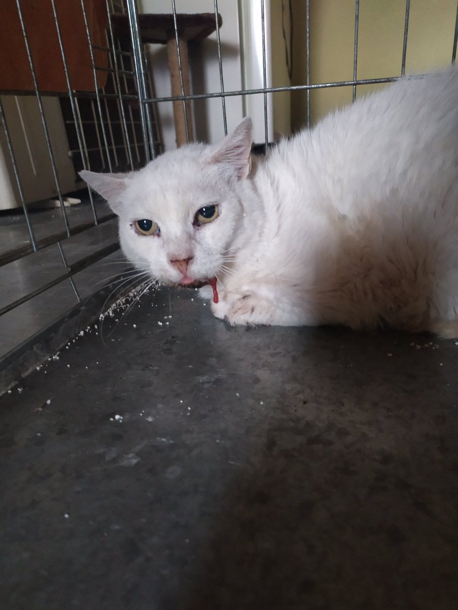 Froso has renal failure and a virus that damages her mouth! We need help with her expenses and find her a family! Paypal: niarna15@gmail.com #CatsOfTwitter #renalfailure #tnr #AdoptDontShop #rescue #help #Greece