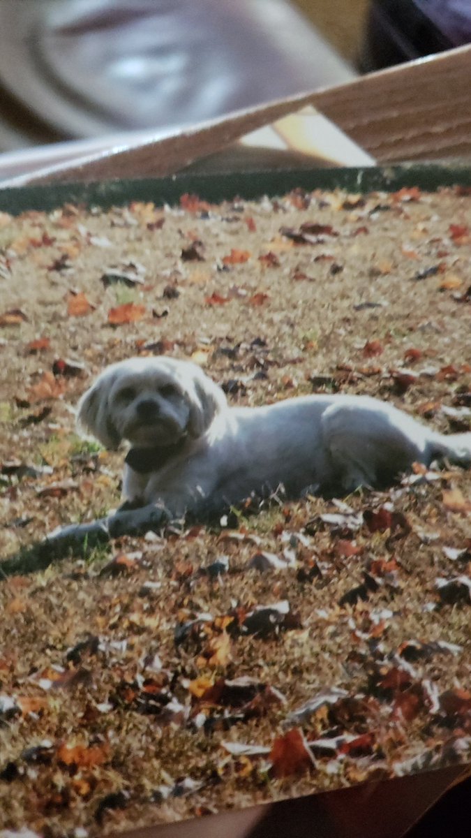 rich_burlison's tweet photo. I adopted this puppy with a mangled arm in 2008 at 6 weeks old. She's been the heart of this family for 13 years. She crossed the rainbow 🌈 bridge today. I'm heartbroken. She's never been the same since her ride or die Buddy crossed. RIP Gabbi https://t.co/eXtEaYYUkH