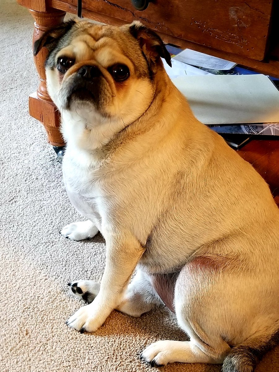 PugglesM's tweet photo. When will the steak be done? https://t.co/q70MTeQPAh