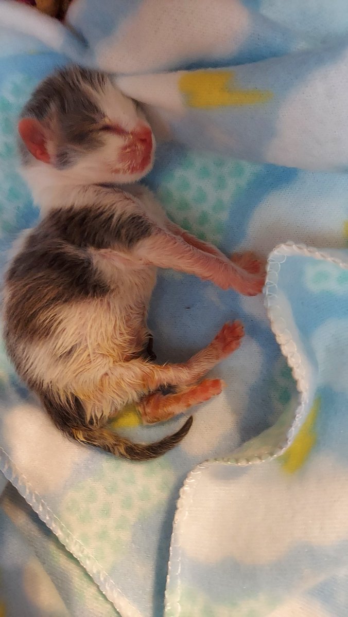 ReidyCarrick's tweet photo. We've rescued an abandoned newborn kitten. #newbornkitten #cats https://t.co/fRuLf97p2Z