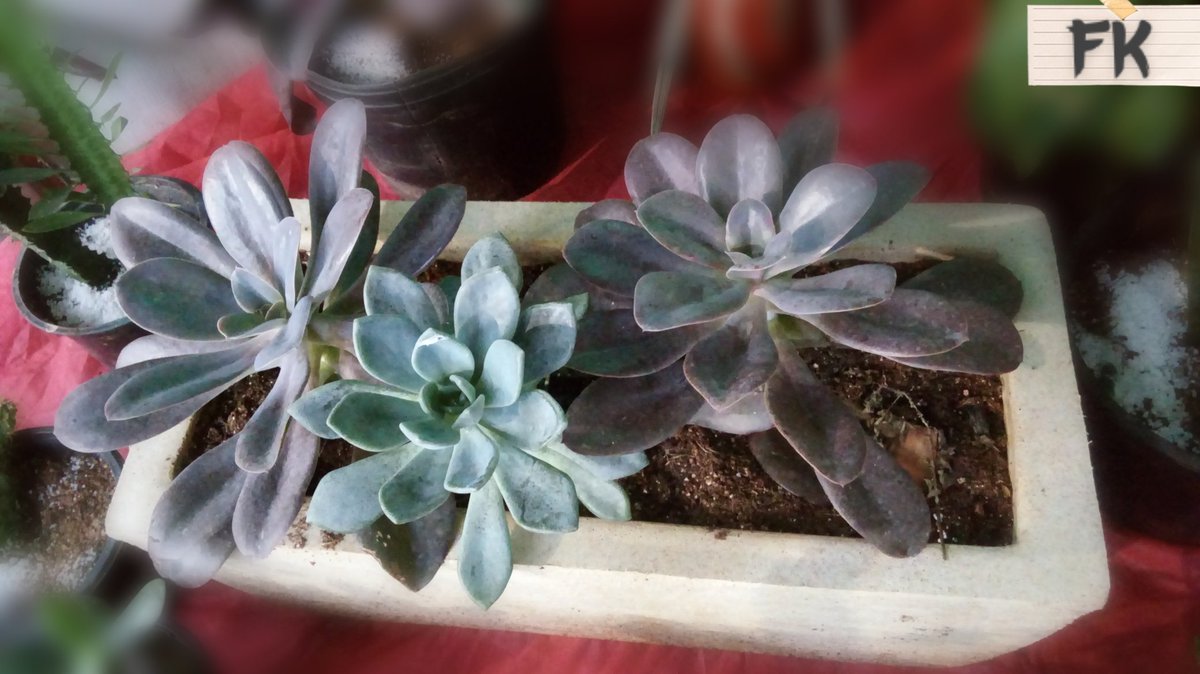 Hoje comemorando o primeiro ano no Twitter, a jardineira bege da suculenta Echeveria Norma e a Echeveria Black Prince. #Suculentas #Echeveria #Jardineira #Botanist #Beautiful #Aniversario #birthdayina2021 #Flowers #Post #Twitter #FK #Black #Like #Love #Natural #Juicy #Especial .