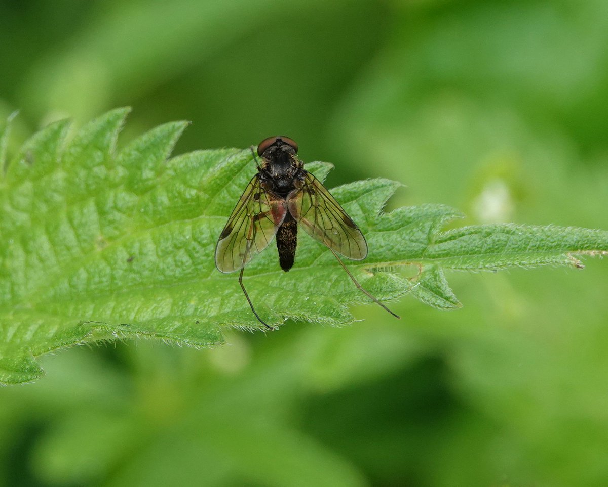 Enjoyable walk around @RSPBLakenheath today with @DavidWalsh22 for @SuffolkBirdGrp trip. A couple of flyby Bitterns were one of the highlights. A Sedge Warbler playing hide and seek, the Angleshades much more obvious! A snipe fly species, Chrysopilus cristatus, was new for me