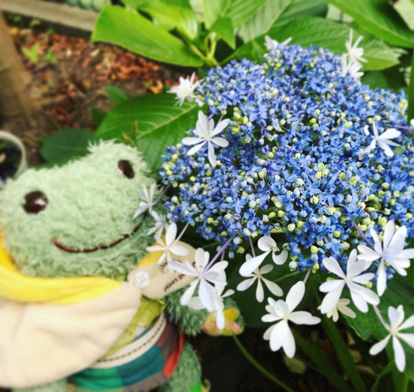 鈴江 紫陽花の名前ってかわいい ガクアジサイは きらら 紫色のは 水色の恋 水色の恋 のはずが 紫の恋 になってしまった 来年は青く咲いて 水色の恋 ができるように土を酸性にしてあげたいと思います シバちゃんのガーデン