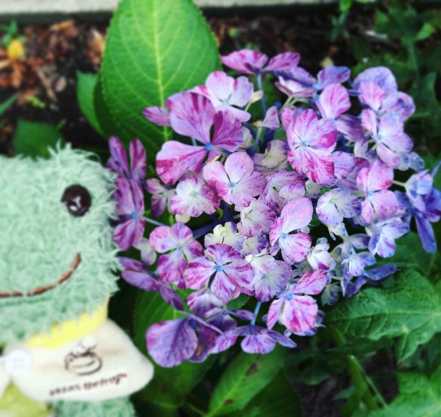 鈴江 紫陽花の名前ってかわいい ガクアジサイは きらら 紫色のは 水色の恋 水色の恋 のはずが 紫の恋 になってしまった 来年は青く咲いて 水色の恋 ができるように土を酸性にしてあげたいと思います シバちゃんのガーデン