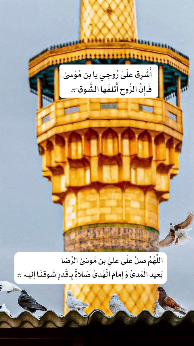 🕊️ tweet media