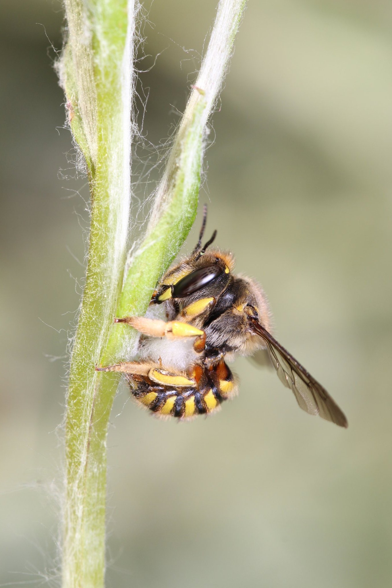 Casey Delphia on X: How much wool would a wool carder bee (Anthidium  manicatum) card, if a wool carder bee could card wool?   / X