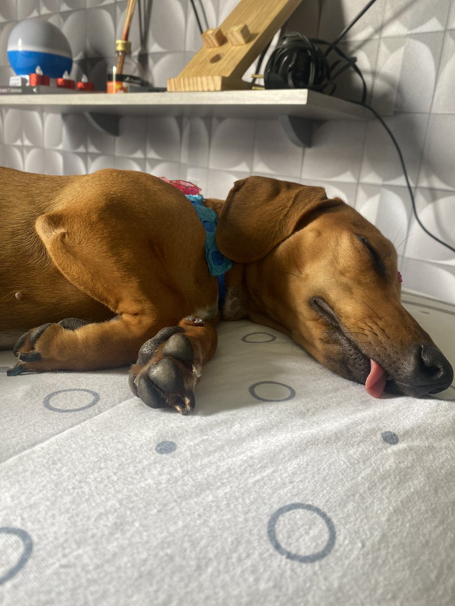 portinho11's tweet photo. 👅🥰 @salsichinhas https://t.co/FQxkCSwVLg