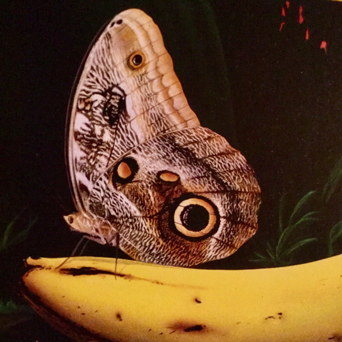 LilyBenedict's tweet photo. “The Butterfly Alphabet Book” is a visual delight. ☺️🌷🌸

#WritingCommunity #picturebook #ChildrensBooks https://t.co/4A02fmFyTL