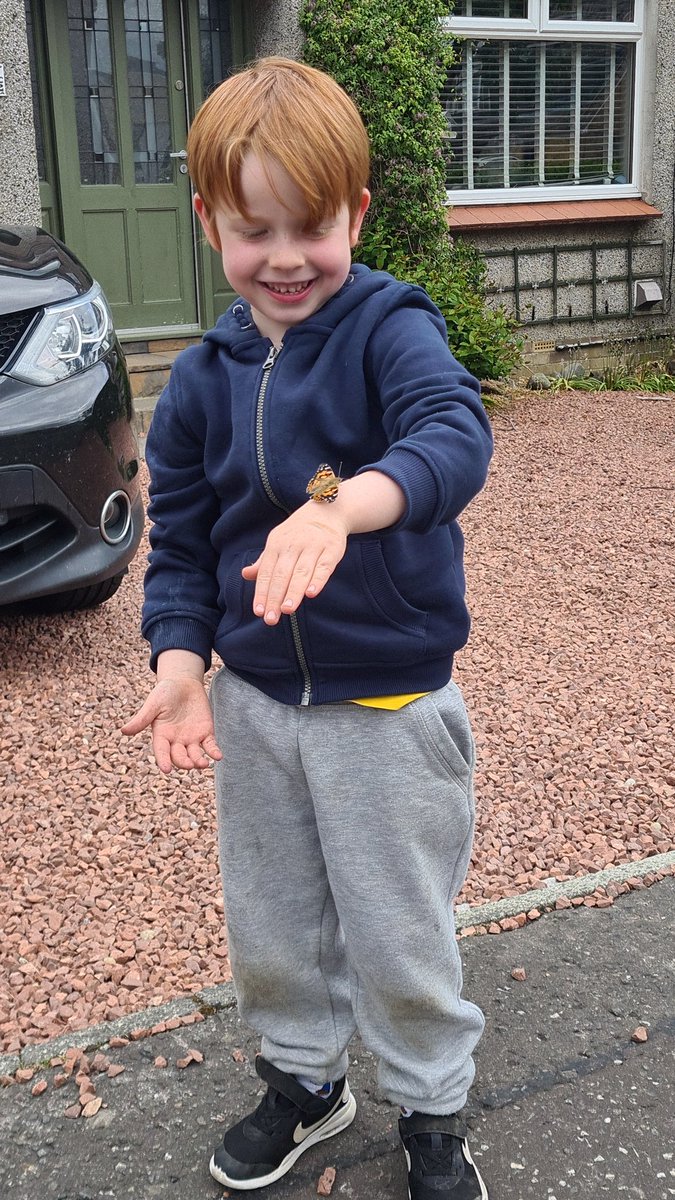 Deborah29229995's tweet photo. One very happy boy to find that all 5 of his butterflies had emerged from their chrysalis' whilst we were away at the caravan this weekend. He was even happier when we released them this afternoon 🦋 @p1_2020 https://t.co/4VQ5PHOqGW