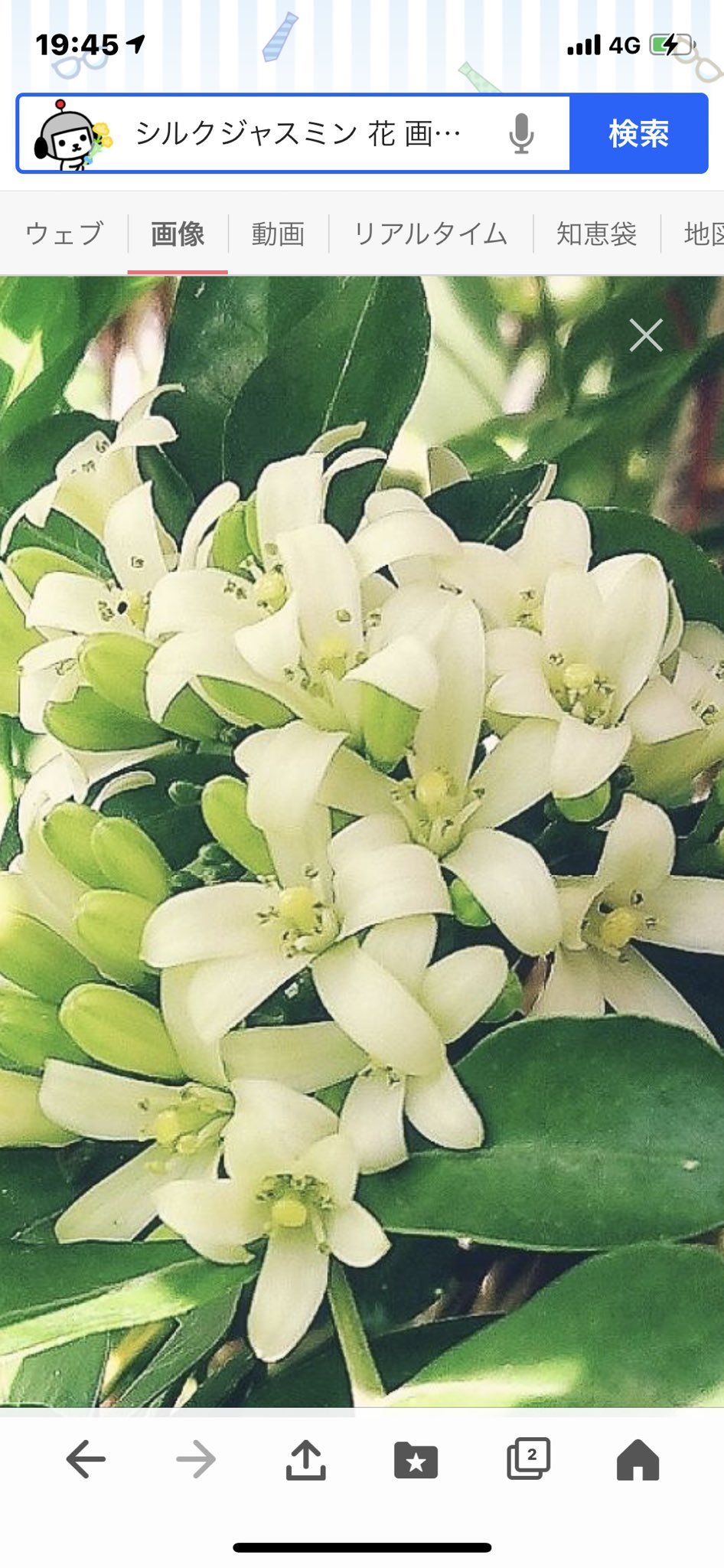 しずく 開運占いカウンセラー 6月21日 月 今日の花 シルクジャスミン 花言葉は 純真な心 純真な心 の 花言葉は 清らかな純白の花からの由来 今日も素敵な一日を T Co W0ngwsmvi3 Twitter