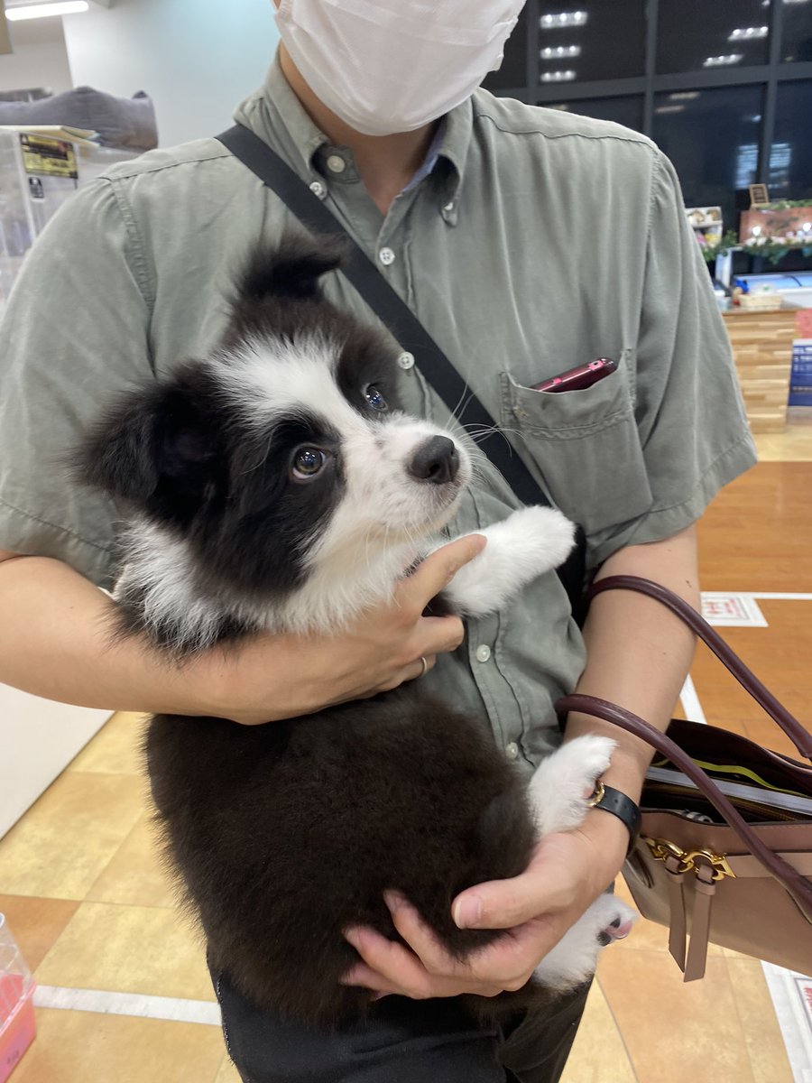 apokozu's tweet photo. 実家の先代犬のコーギーと同じ、4月7日生まれのボーダーコリーに出会い、運命を感じて何日も悩み………
ついに家族としてお迎えすることになりました！
旦那さんと私2人+1匹で楽しく暮らして行きたいと思います😊
お迎えは6月26日です、楽しみ😭
名前はアポロです、宜しくお願いします！😊 https://t.co/hNUzDQ4voN