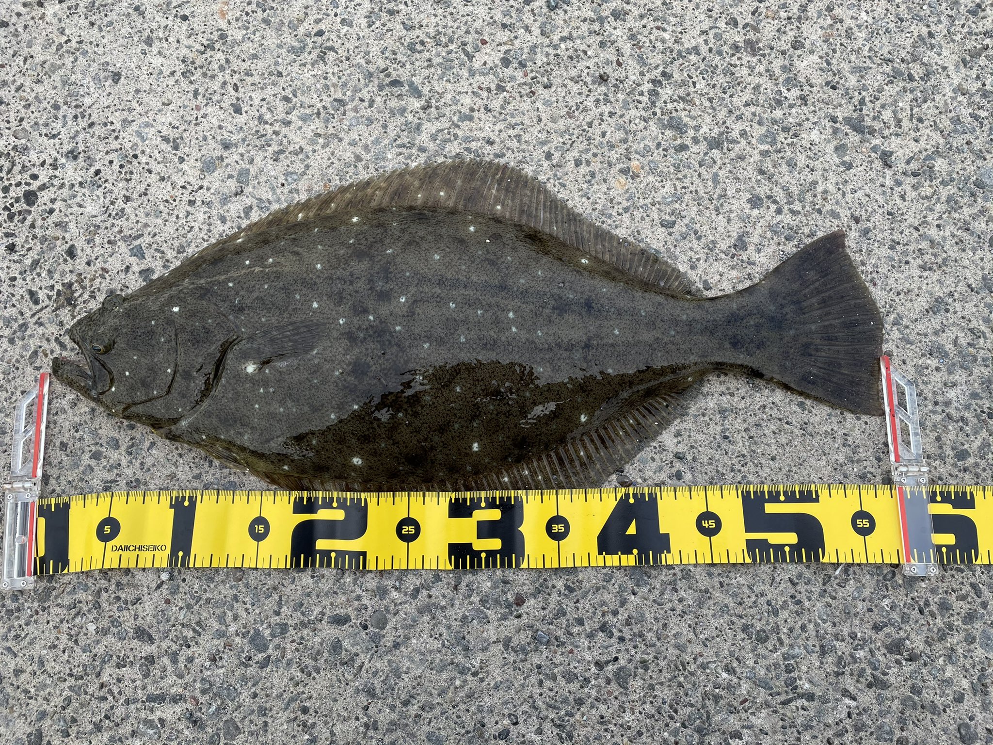 Oga ようやく ヒラメ Osp ドライブシャッドsw Shimano ディアルーナs1100m