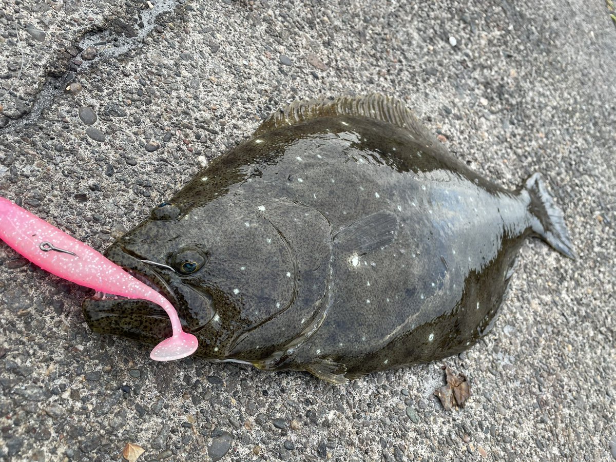 Oga ようやく ヒラメ Osp ドライブシャッドsw Shimano ディアルーナs1100m