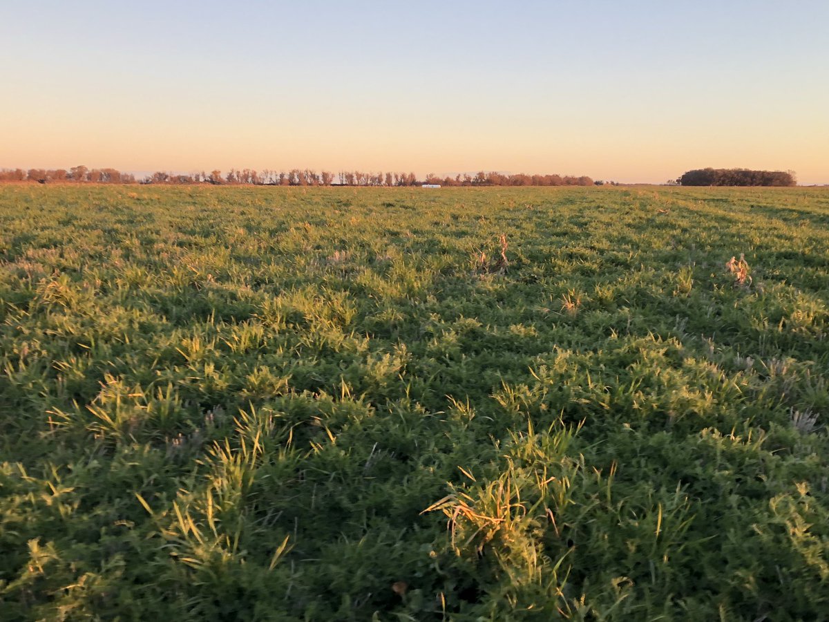 Vicia antecesor maíz. Cultivos de cobertura que ayudan a mejorar la infiltración, menor uso agroquímicos y aporte de carbono al sistema #vicia #huelladecarbono <a href="/CECencerro/">Criadero El Cencerro</a>