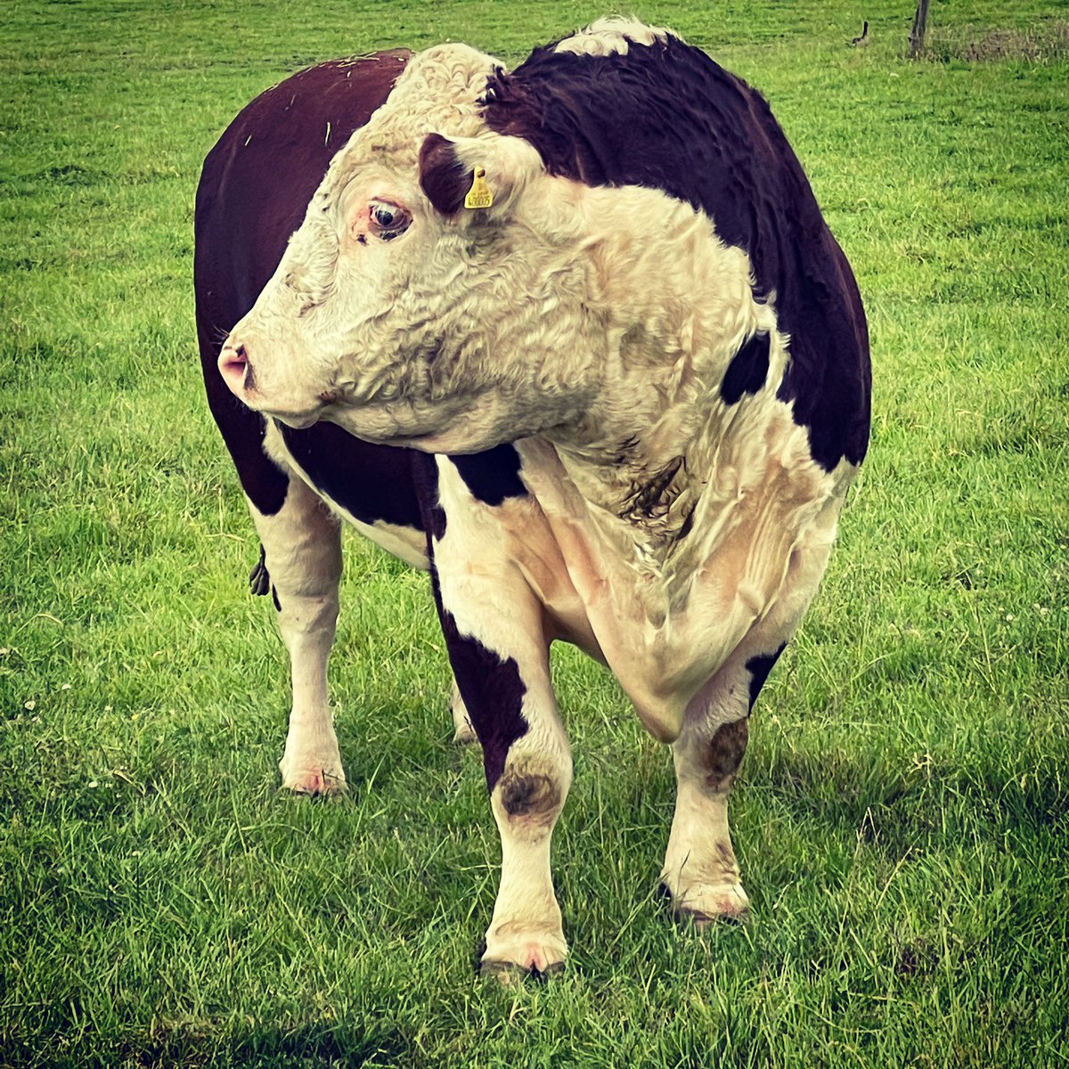 FireStallion666's tweet photo. What a beaut 🤩 #beautifulbull #bull #cheshire 👌 #plumtreefarmfreshmilk https://t.co/MBSutH604e