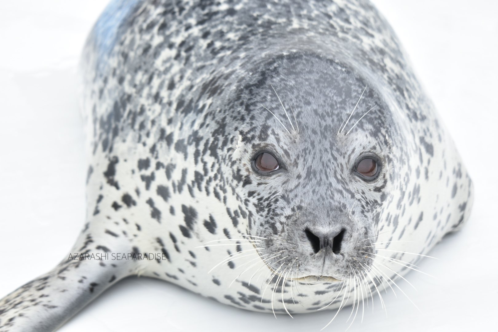 アザラシシーパラダイス 公式 お知らせ シーパラダイスに新しい仲間が増えました ゴマフアザラシの女の子 愛称はキョロちゃんです アザラシランドからシーパラダイスに来てくれました とってものんびりしていて チャームポイントは大きな目