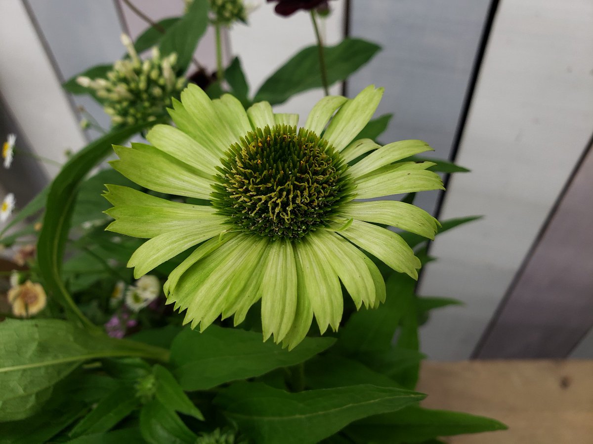 ジョイフル本田 ガーデンセンター ガーデンセンター守谷店 本日の寄せ植え エキナセア グリーンジュエル を芯材にリーフや小花を添えて 大人雰囲気の寄せ植えに仕上がりました 爽やかカラーのおすすめのエキナセアです ペラルゴニウム ラベンダー