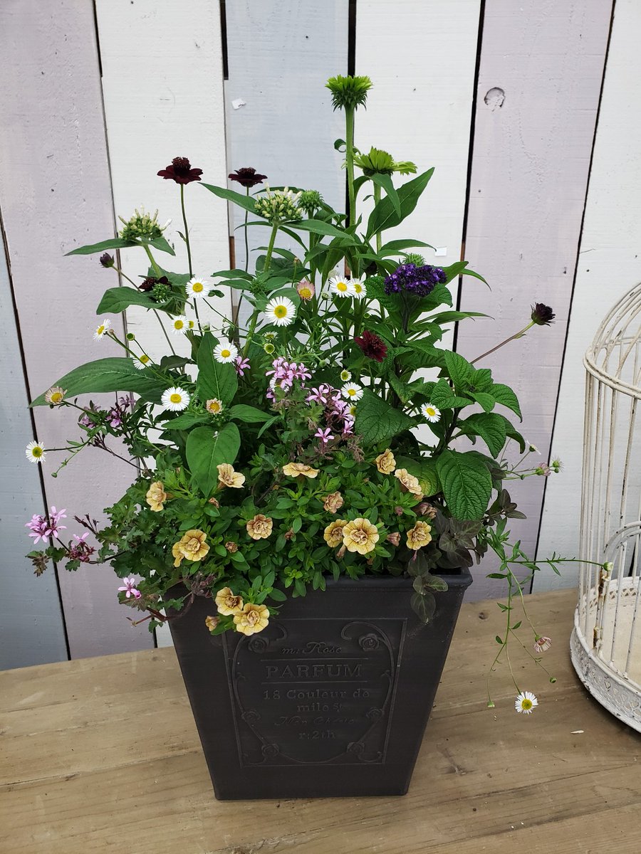 ジョイフル本田 ガーデンセンター ガーデンセンター守谷店 本日の寄せ植え エキナセア グリーンジュエル を芯材にリーフや小花を添えて 大人雰囲気の寄せ植えに仕上がりました 爽やかカラーのおすすめのエキナセアです ペラルゴニウム ラベンダー