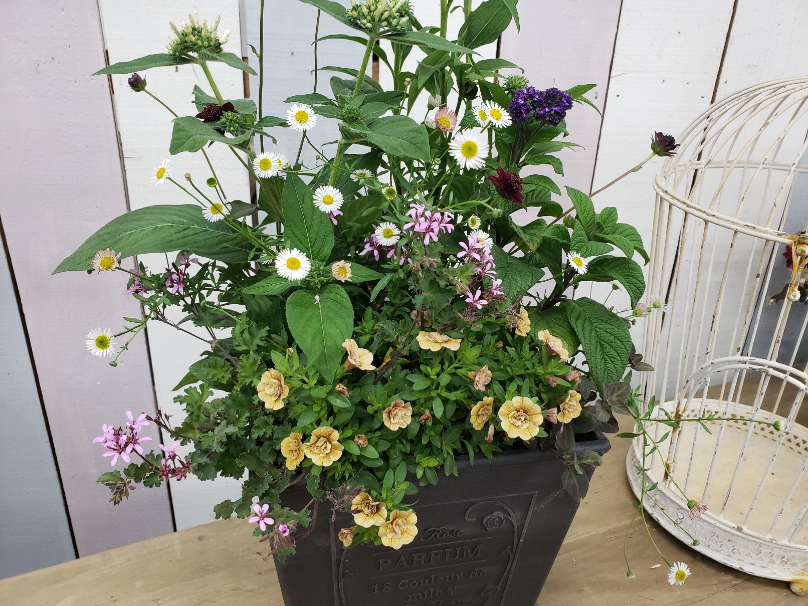 ジョイフル本田 ガーデンセンター ガーデンセンター守谷店 本日の寄せ植え エキナセア グリーンジュエル を芯材にリーフや小花を添えて 大人雰囲気の寄せ植えに仕上がりました 爽やかカラーのおすすめのエキナセアです ペラルゴニウム ラベンダー