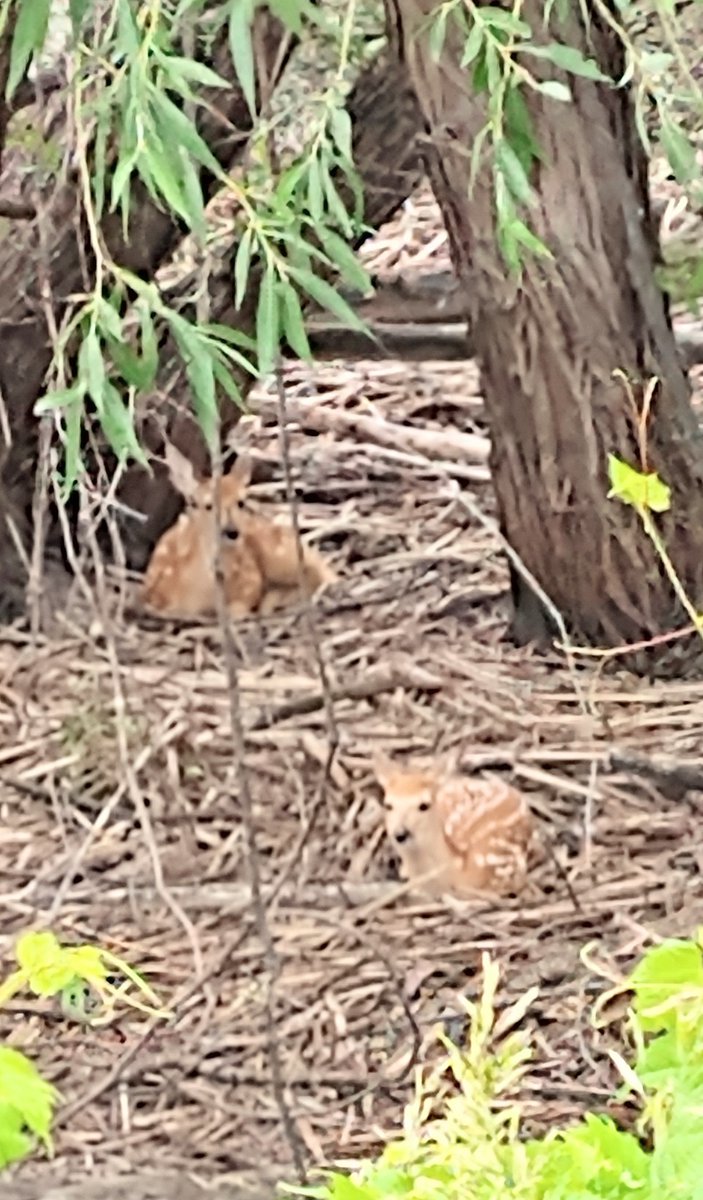 MrsMcD6's tweet photo. First week of summer break in the books - my cacti shared so many beautiful flowers, grilled kabobs and veggies, and some visits to the local nature area. This summer is down time after the last year and a quarter of being virtual! #soakingupsummer๐ https://t.co/S3cUGCTNxT