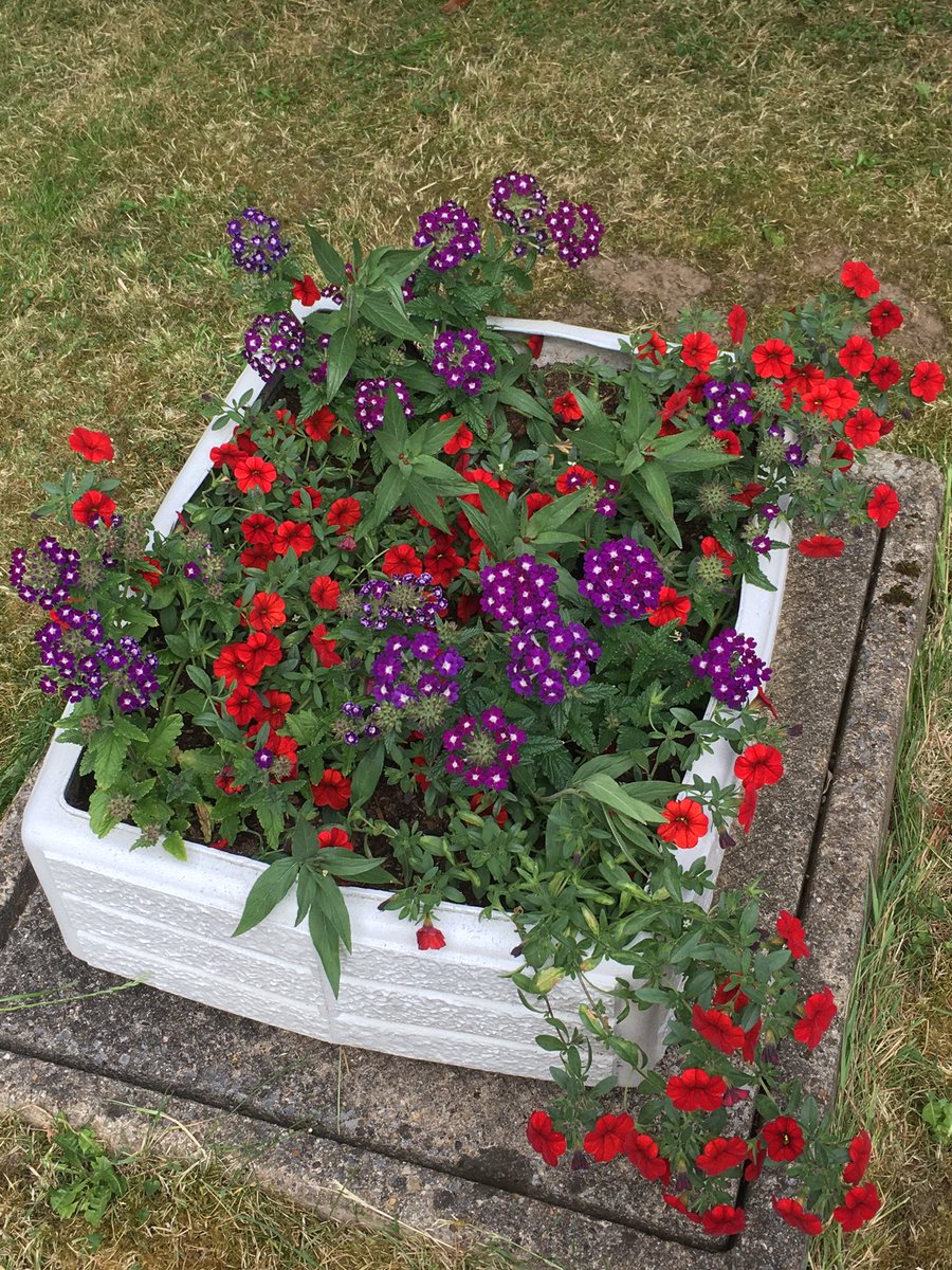 Jan_Lentzos's tweet photo. #SixOnSaturday #InMyGarden #BeeFriendly #WildlifeGarden #CotoneasterCornubia #Flowering #InMyFrontGarden #FlowerContainer #Calibrachoa #VerbenaShowboat #CupheaLlavea #Tutsan #YellowFlowers #Pollinators #ChilliPlant #CourgetteFlowers #Petunias #Clematis #Jasmine #June #GardenLife https://t.co/awphBlBrqG