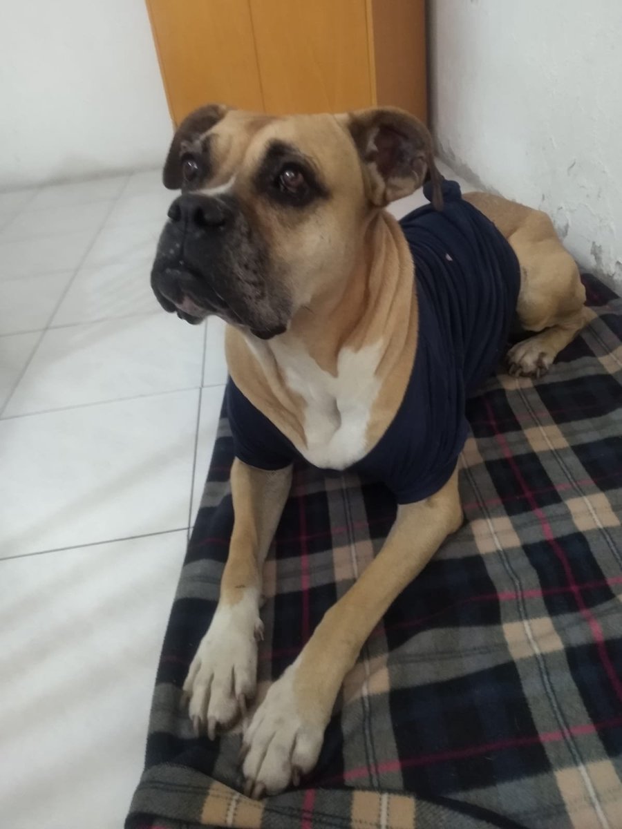 VIBRAmascotas's tweet photo. Lamentablemente los perros adultos son los menos adoptados , nadie ha preguntado por ella. 🥺
Es muy noble , tranquila y amigable  #adopta #rt #cdmx https://t.co/md1jolaQs2