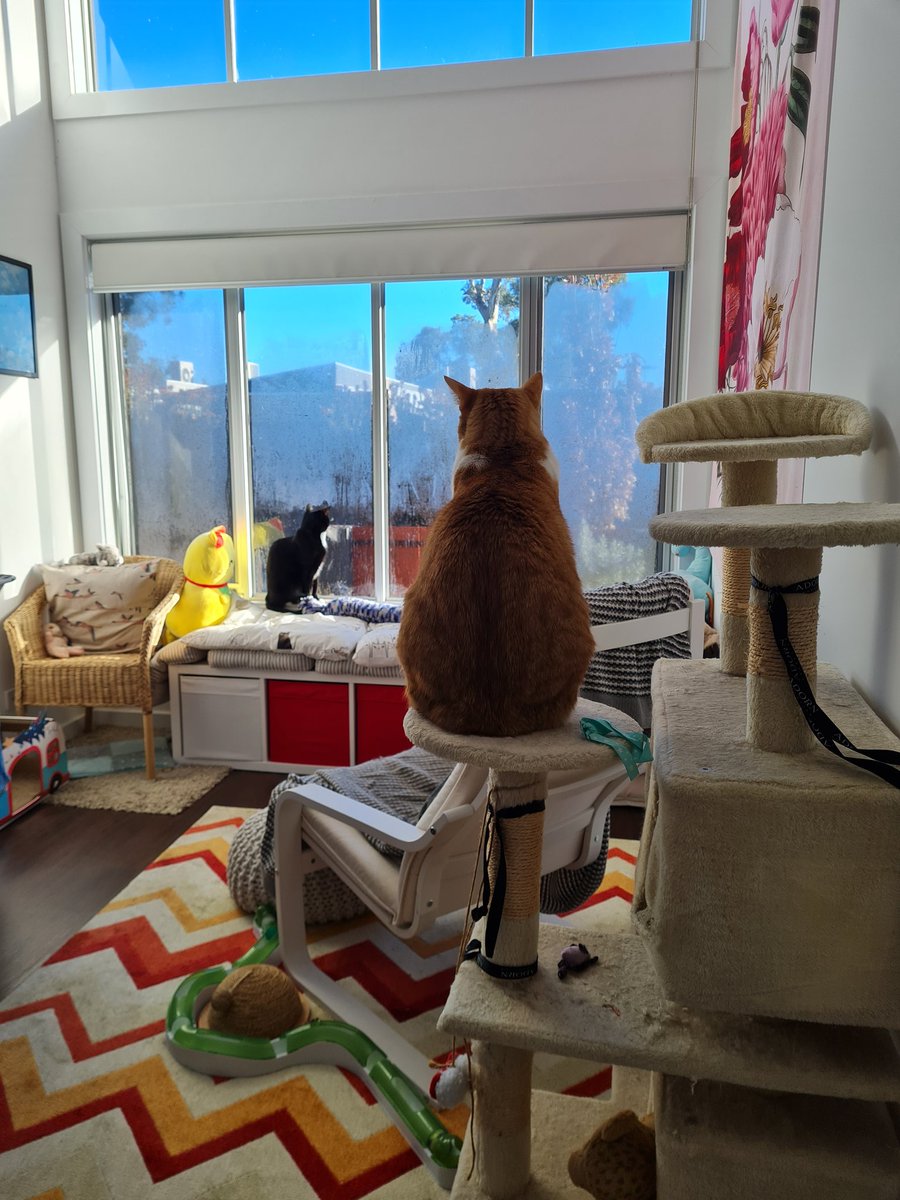 gremlinrx7's tweet photo. Keeping an eye on the neighbours this morning #guardcats #CatsOfTwitter #AussieCatsOfTwitter https://t.co/i0yfrDxG0t