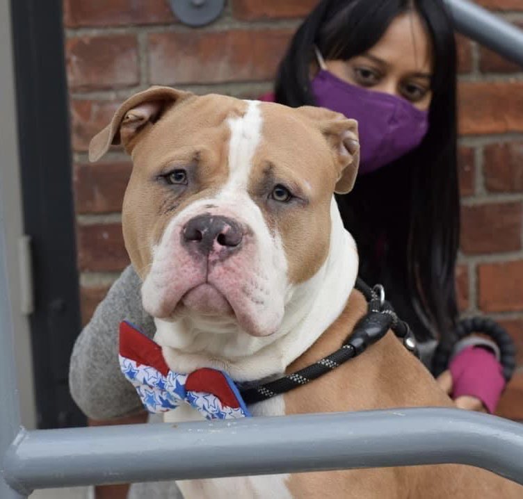 RJ KILLED 6/20 as soon as DOH hold was up by <a href="/NYCACC/">Animal Care Centers of NYC</a> kill pound! 

RJ-4 y.o. Is an intelligent, loving boy who feels deeply for his people. We can clearly see his grief &amp; the depths of his sadness in each of his photos. 

Denied a chance…It should be illegal!

#SARA #CAPA