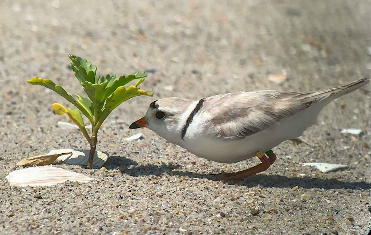 heidicleven's tweet image. “Maybe if I hide under this tiny little plant, no one will find tiny little me!” Piping Plover, Ft Tilden.