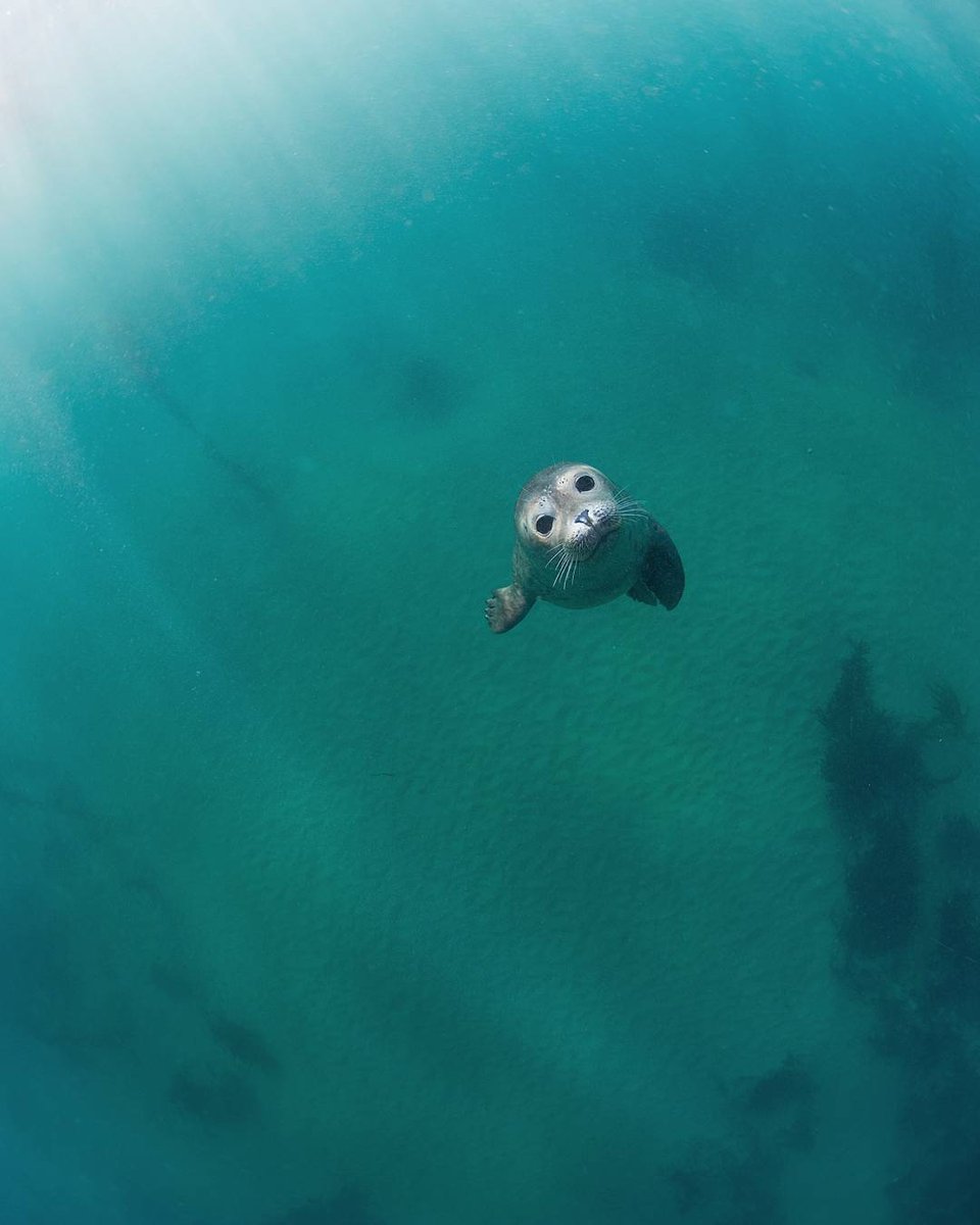 HI! 🥺 👋 an amazing shot of a puppy seal by @sumogurinet

This has to be one of the cutest things to roam this planet 🥰 follow @sumogurinet for more shots like this!
.
.
.
.
#photooftheday  #chillbo #chilllife  #borntoroam #wildernessbabes #gophotography #outsideculture